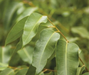 miel d'eucalyptus