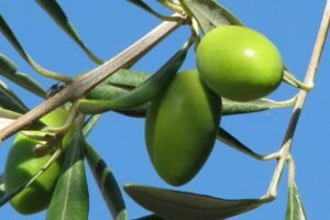 L’huile d’Olive Extra Vierge 4