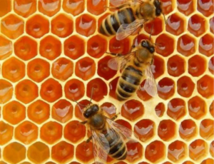 Miel d'euphorbe bio
