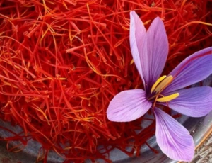 Fleurs de crocus à safran