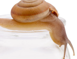 Savon à la Bave d'Escargot