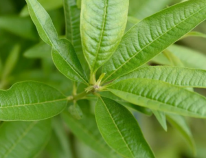Savon à la verveine