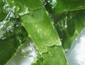 Savon taous à l'Aloe-vera