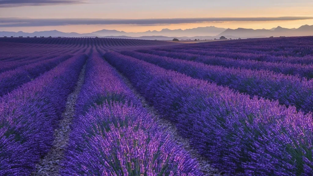 champs de lavande radieuses utilisé pour la fabrication d'eau florale de lavandes