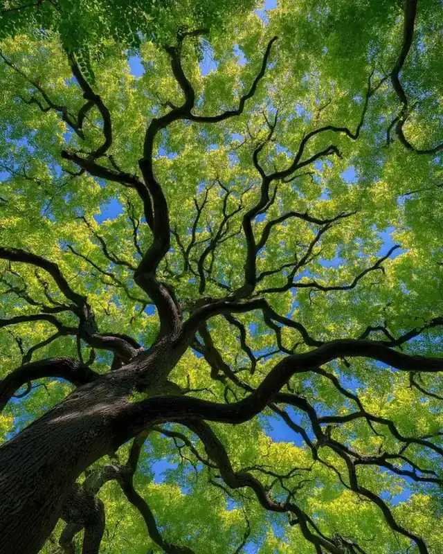 Canopée d’un arbre centenaire, la nature au cœur des soins Radieuses